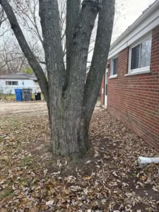 Roques Tree Service