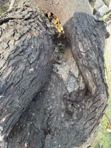 Roques Tree Service