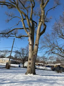 Roques Tree Service