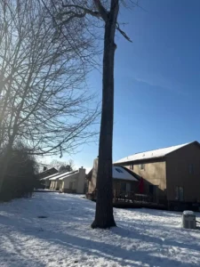 Roques Tree Service